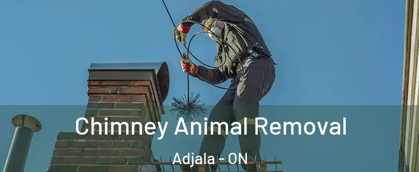  Chimney Animal Removal Adjala - ON