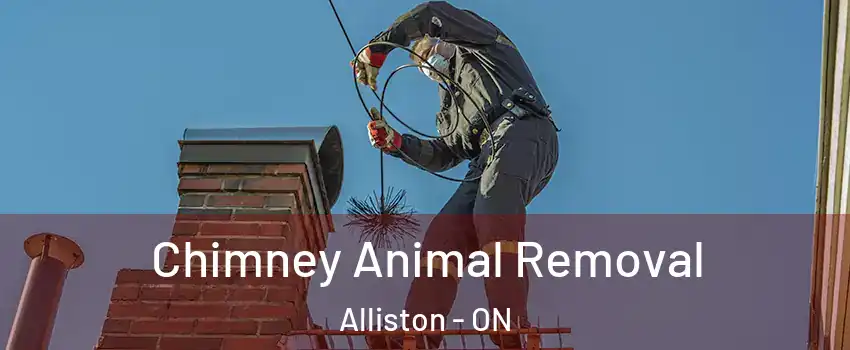  Chimney Animal Removal Alliston - ON