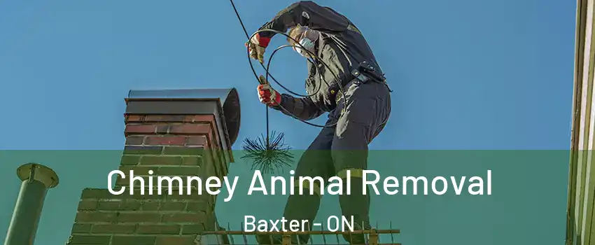  Chimney Animal Removal Baxter - ON