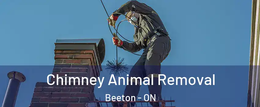  Chimney Animal Removal Beeton - ON