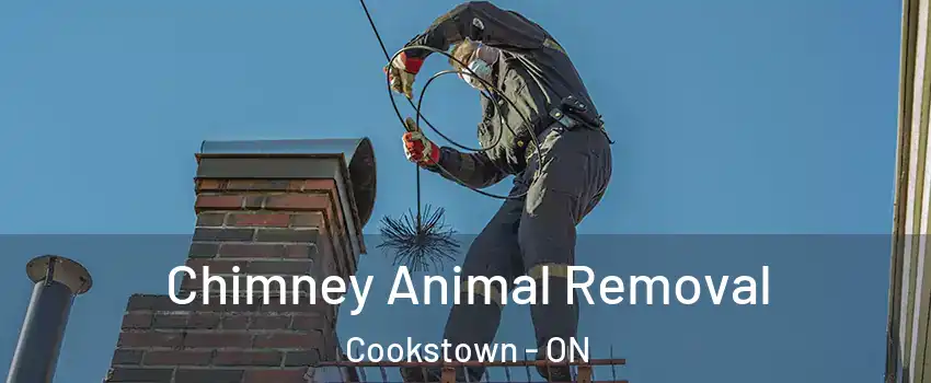  Chimney Animal Removal Cookstown - ON
