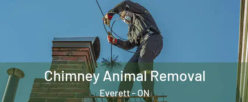  Chimney Animal Removal Everett - ON