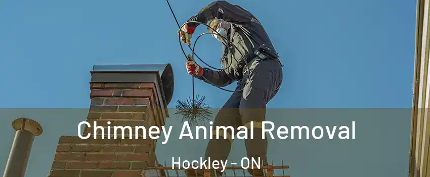  Chimney Animal Removal Hockley - ON