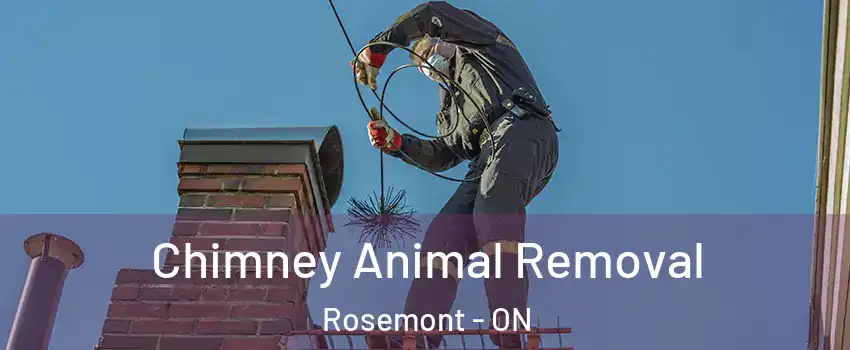  Chimney Animal Removal Rosemont - ON