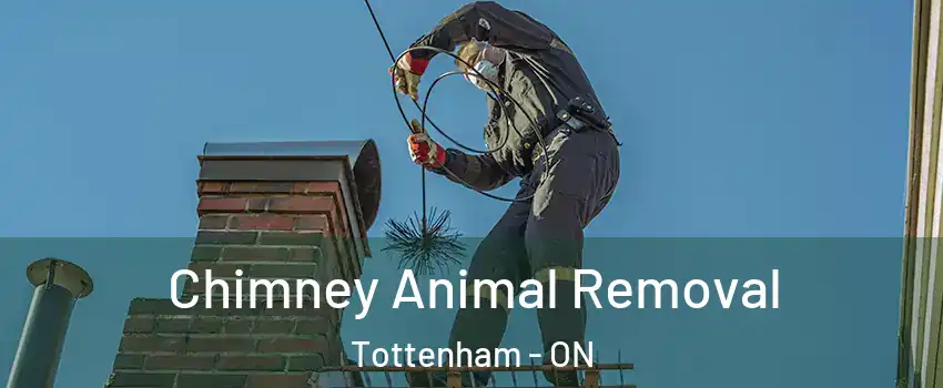  Chimney Animal Removal Tottenham - ON